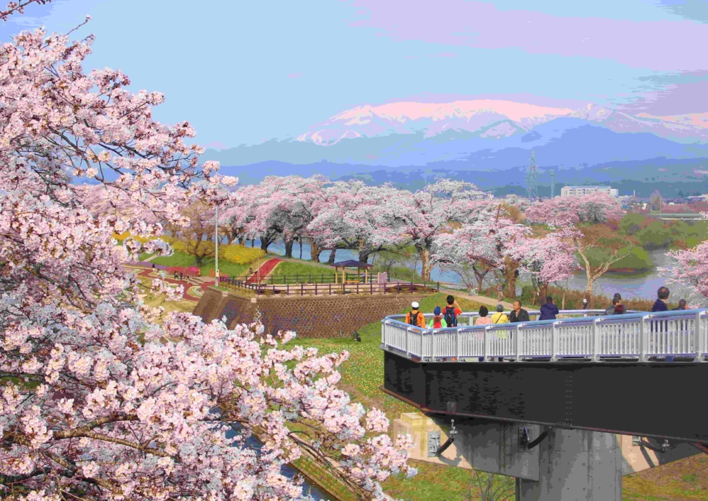 宮城縣 東北第一賞櫻名所宮城一目千本櫻 船岡城址公園 遊日盟族